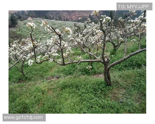 教练与球员之间的禁忌之恋在绿茵场上绽放的激情与羁绊 教练与球员之间的禁忌之恋在绿茵场上绽放的激情与羁绊